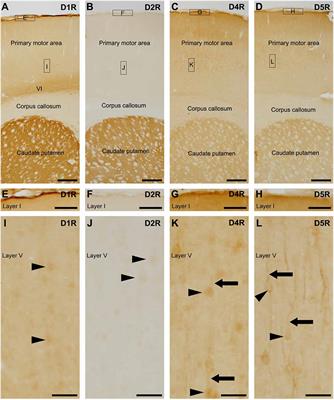 D1- and D2-type dopamine receptors are immunolocalized in pial and layer I astrocytes in the rat cerebral cortex